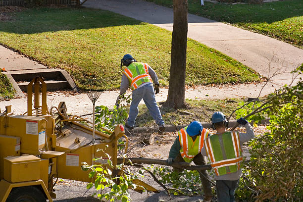 Best Hedge Trimming  in Lathrop, MO